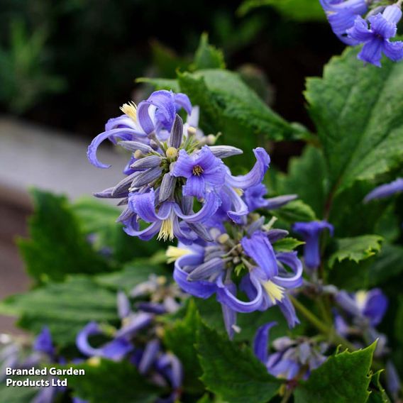 Clematis 'New Love'