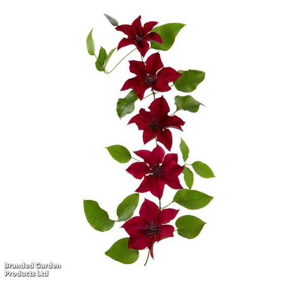 Clematis 'Nubia'