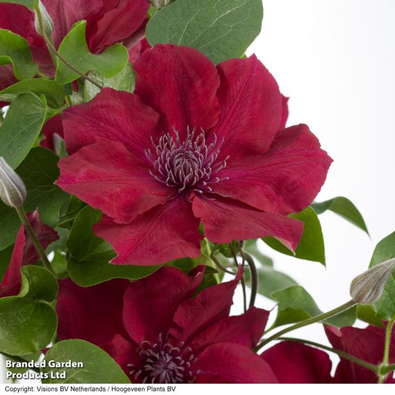 Clematis 'Nubia'