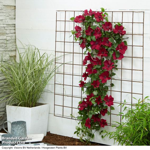 Clematis 'Nubia'