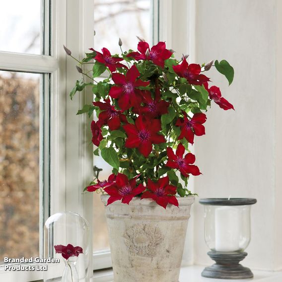 Clematis 'Nubia'