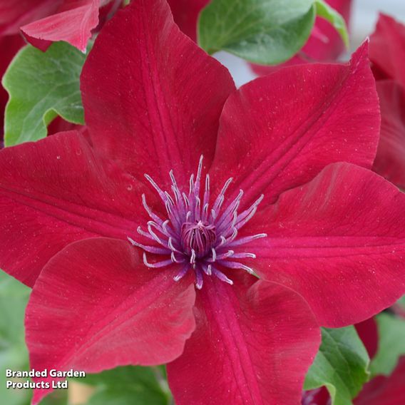 Clematis 'Nubia'