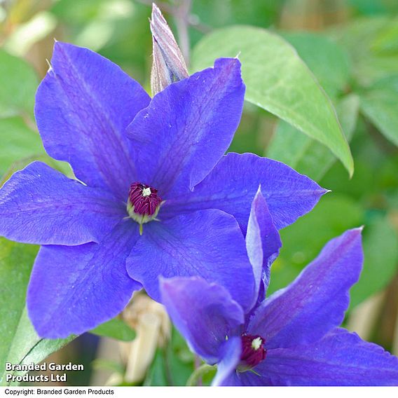 Clematis 'The President'