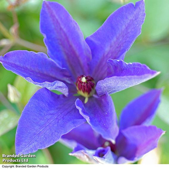 Clematis 'The President'