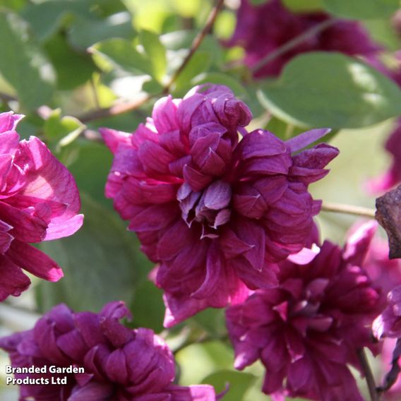 Clematis 'Purpurea Plena Elegans'