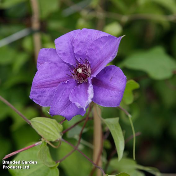 Clematis 'Ramona'