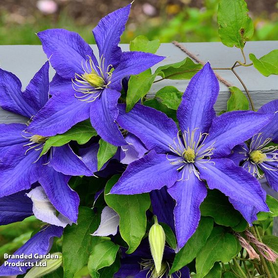 Clematis 'Rhapsody'