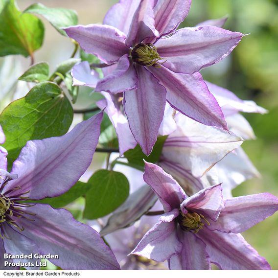 Clematis 'Samaritan Jo'™ evipo075