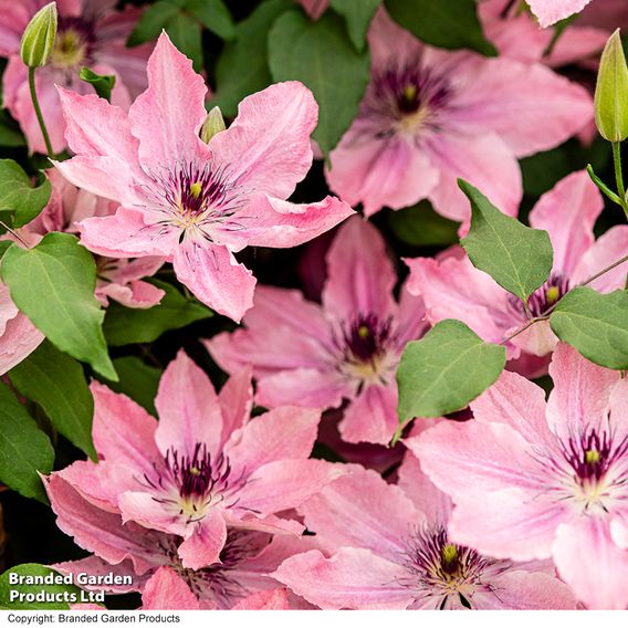 Clematis Sarah Elizabeth™ evipo098