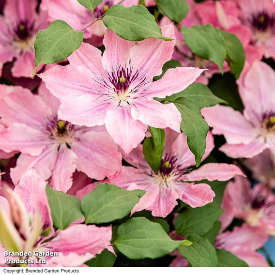 Clematis Sarah Elizabeth™ evipo098
