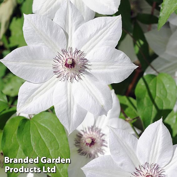 Clematis 'Snow Queen'