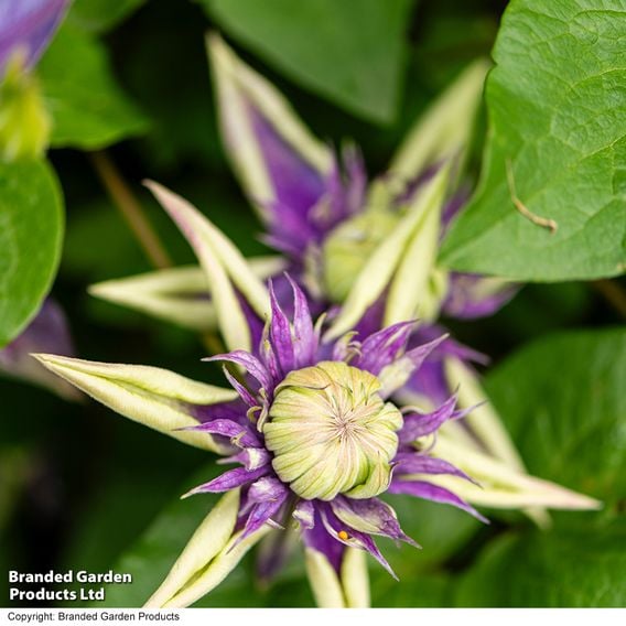 Clematis florida 'Taiga'