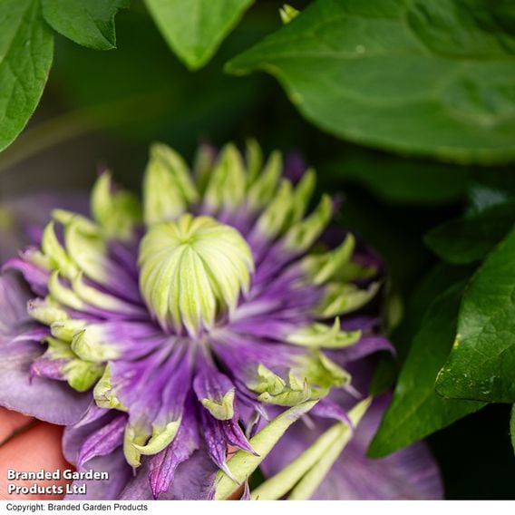 Clematis florida 'Taiga'