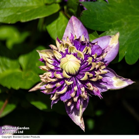 Clematis florida 'Taiga'