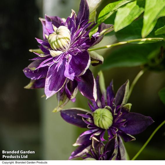 Clematis florida 'Taiga'