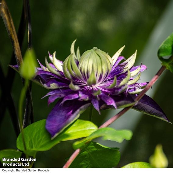 Clematis florida 'Taiga'
