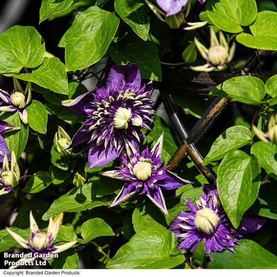 Clematis florida 'Taiga'
