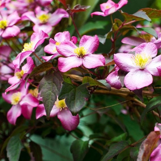 Clematis montana var. rubens 'Tetrarose'