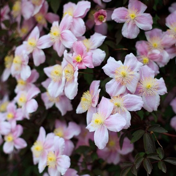Clematis montana var. rubens 'Tetrarose'