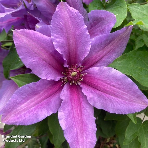 Clematis Giant Flowered Duo