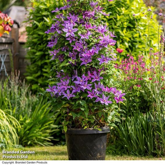 Clematis ‘Tumaini' (Evigsy151)