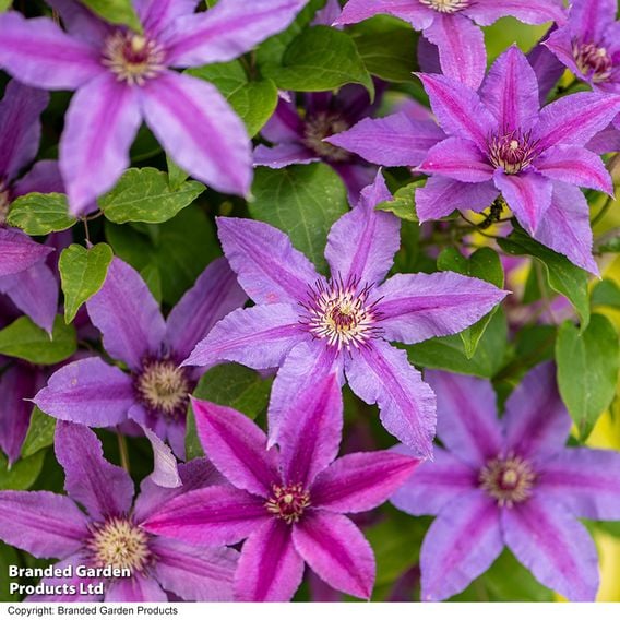 Clematis ‘Tumaini' (Evigsy151)
