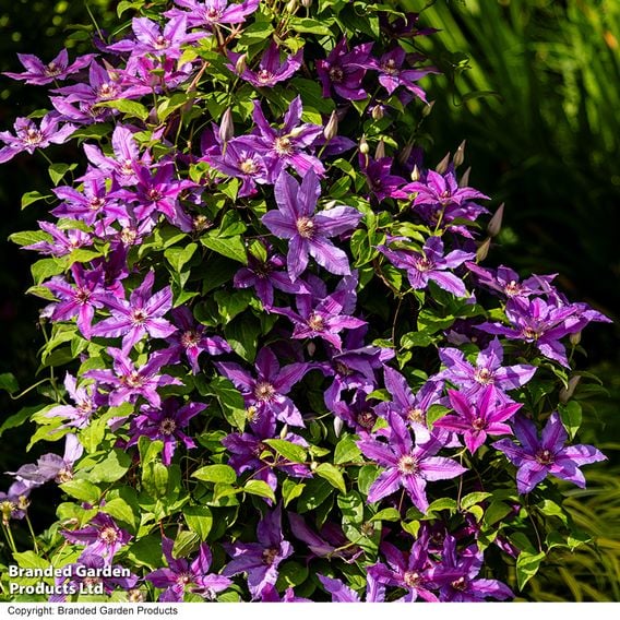 Clematis ‘Tumaini' (Evigsy151)