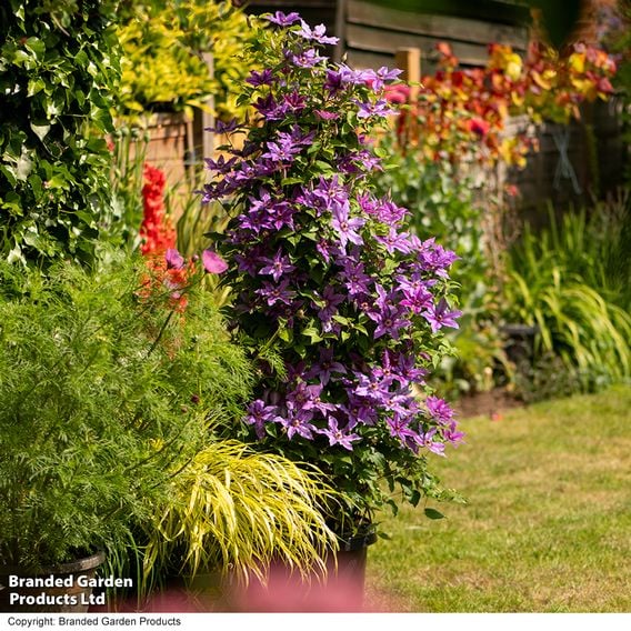 Clematis ‘Tumaini' (Evigsy151)