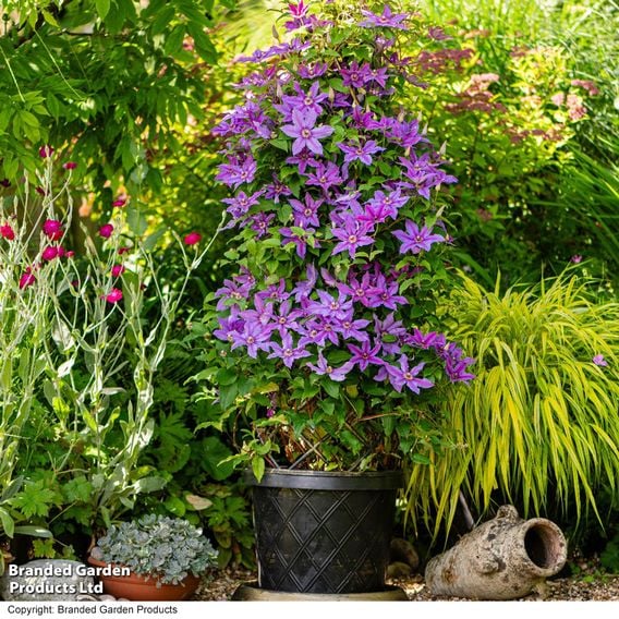 Clematis ‘Tumaini' (Evigsy151)