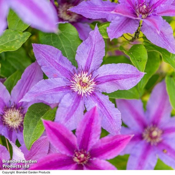 Clematis ‘Tumaini' (Evigsy151)