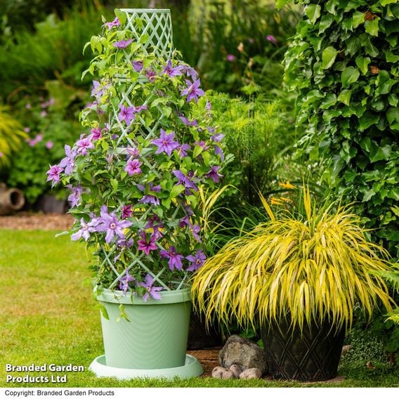 Clematis ‘Tumaini' (Evigsy151)