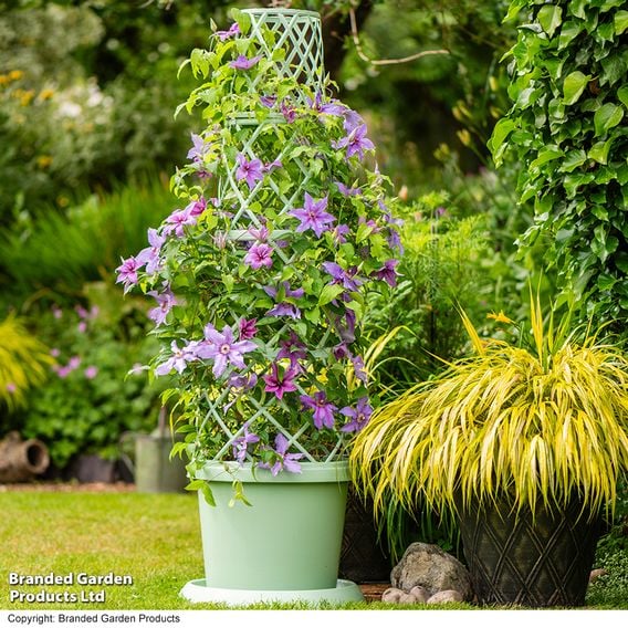 Clematis ‘Tumaini' (Evigsy151)