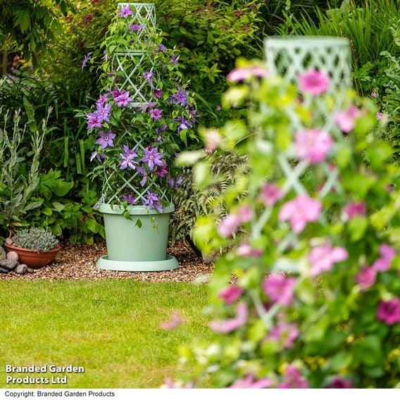 Clematis ‘Tumaini' (Evigsy151)