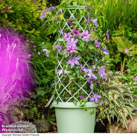 Clematis ‘Tumaini' (Evigsy151)