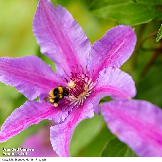 Clematis ‘Tumaini' (Evigsy151)