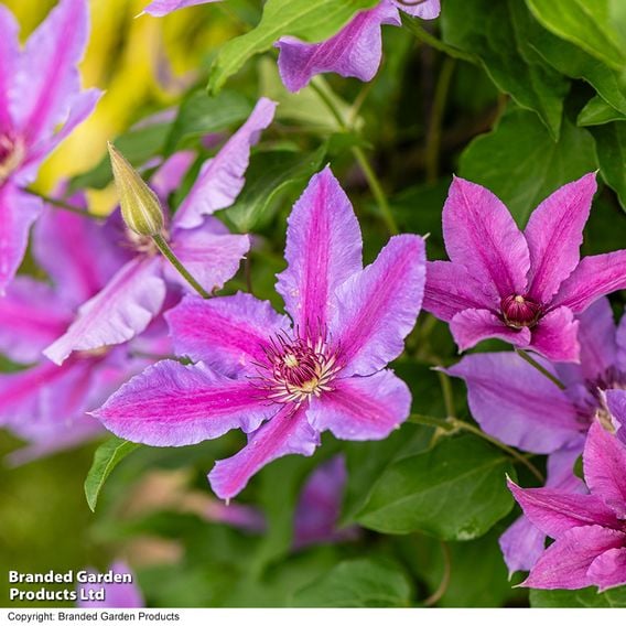 Clematis ‘Tumaini' (Evigsy151)