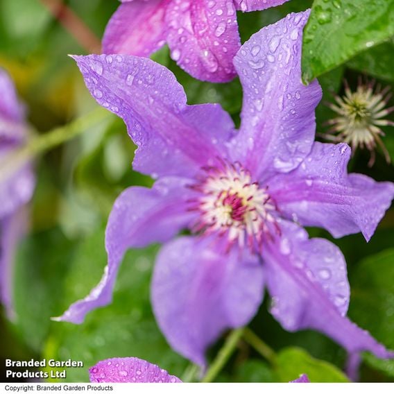 Clematis ‘Tumaini' (Evigsy151)