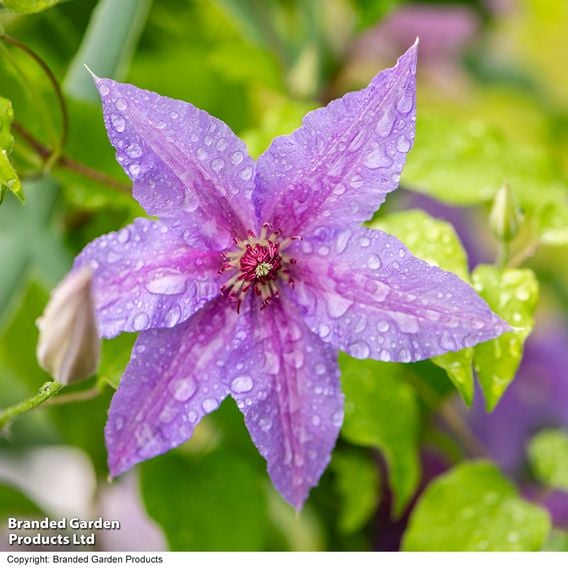 Clematis ‘Tumaini' (Evigsy151)