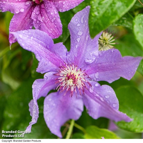 Clematis ‘Tumaini' (Evigsy151)