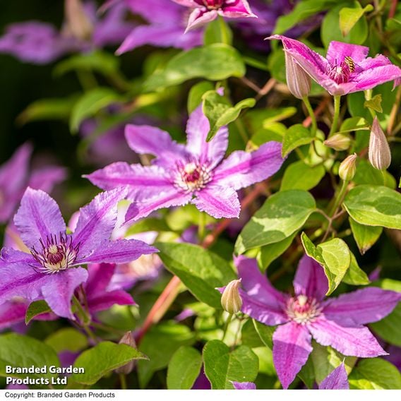 Clematis ‘Tumaini' (Evigsy151)