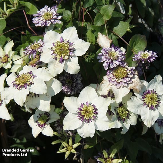 Clematis Viennetta™ evipo006