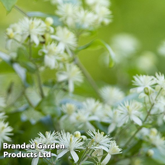 Clematis Vitalba