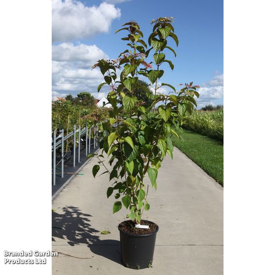 Clerodendrum trichotomum var. fargesii