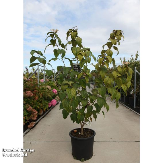 Clerodendrum trichotomum var. fargesii