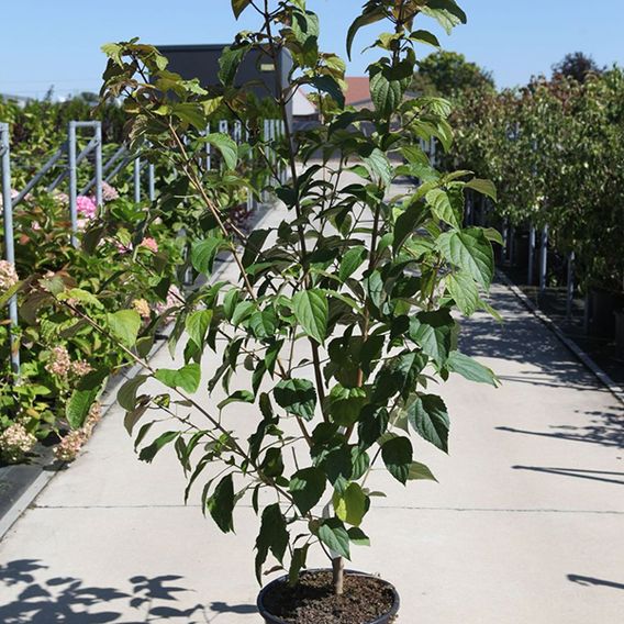 Clerodendrum trichotomum var. fargesii