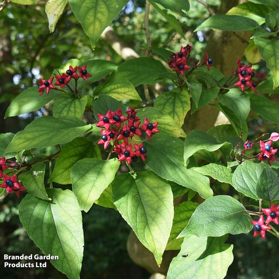 Clerodendrum trichotomum