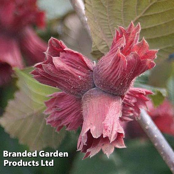 Hazelnut 'Red Cracker'