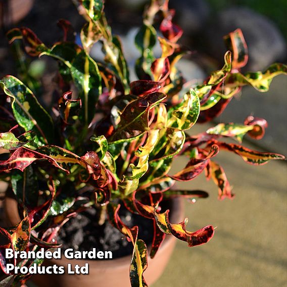 Codiaeum variegatum 'Mammi'