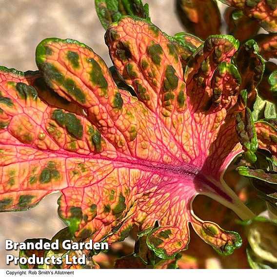 Coleus 'Colocha Scarlet' F1 - Seeds