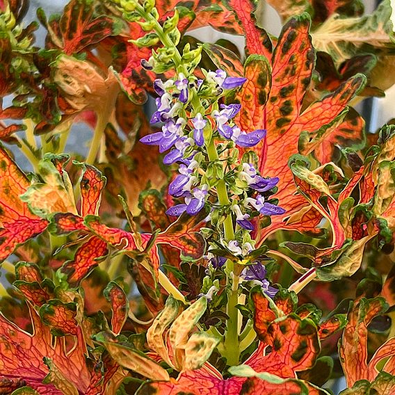 Coleus 'Colocha Scarlet' F1 - Seeds